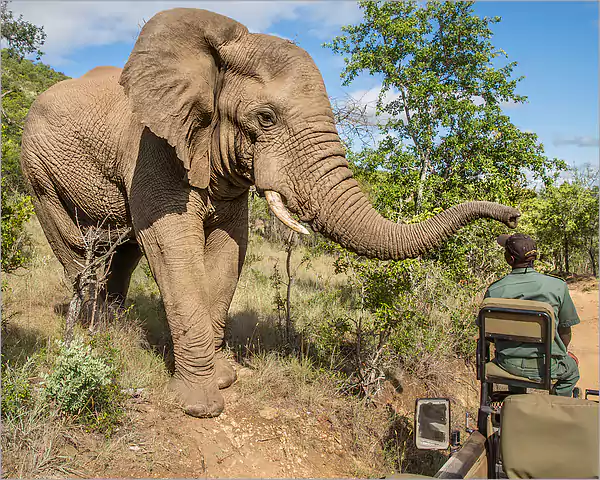 The African elephant - Kruger Park Big 5